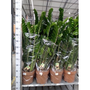 Zamioculcas zamiifolia