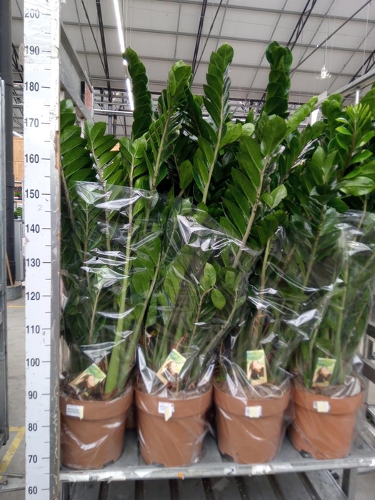 <h4>Zamioculcas zamiifolia</h4>
