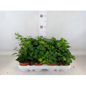 Hedera helix 'Wonder'