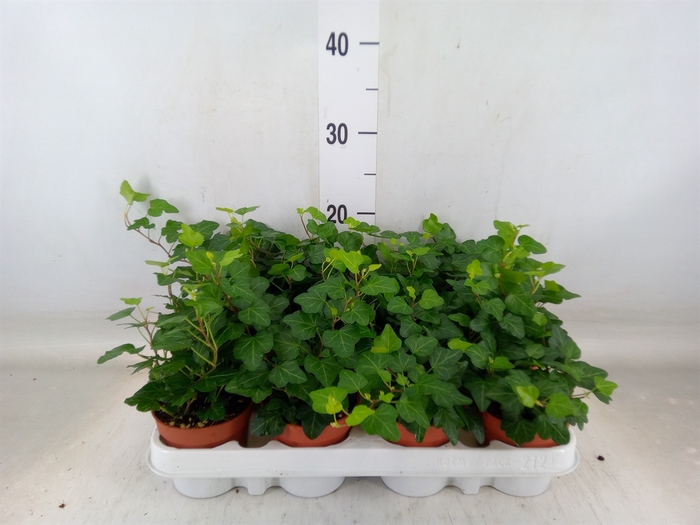 <h4>Hedera helix 'Wonder'</h4>