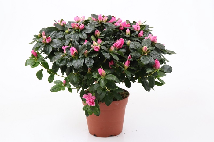 <h4>RHODODENDRON SIMSII P14 PINK</h4>