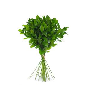 RUSCUS HYPOPHYLLUM 60 CM