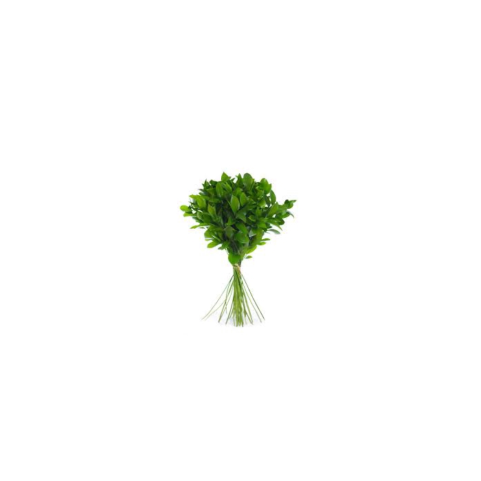 <h4>RUSCUS HYPOPHYLLUM 50 CM</h4>
