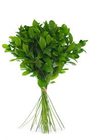 <h4>RUSCUS HYPOPHYLLUM 60 CM</h4>