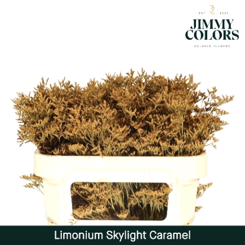 Limonium Skylight L70 Caramel