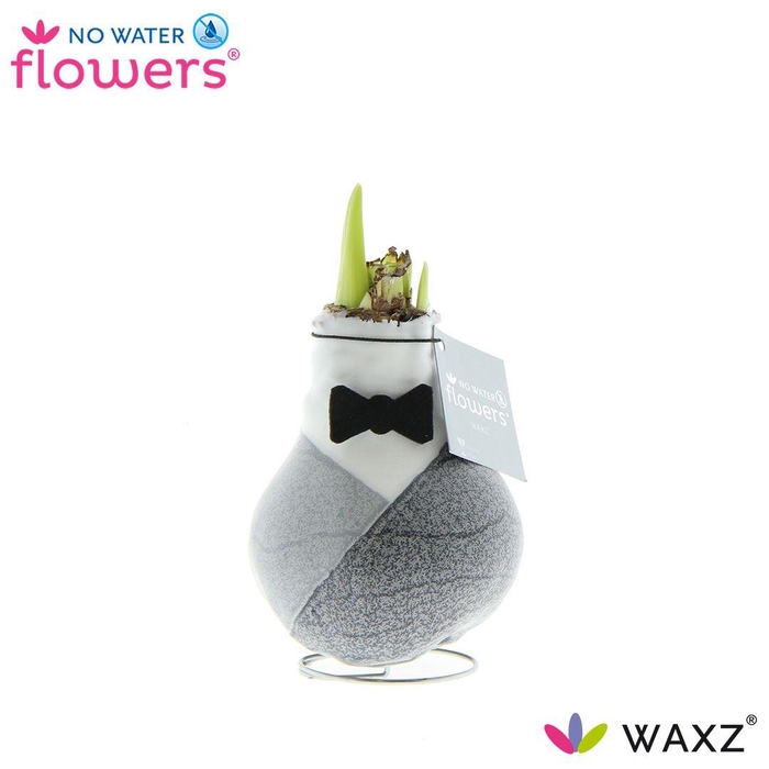 <h4>No Water Flowers Waxz® Giletz Bow Tie</h4>