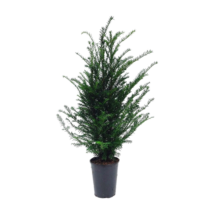 <h4>Taxus baccata (zonder etiket)</h4>