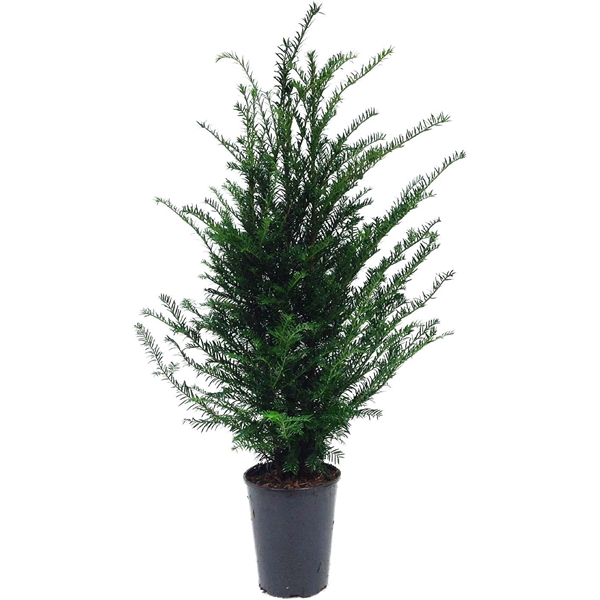 Taxus baccata (zonder etiket)