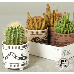 CACTUS GEM