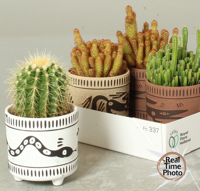 <h4>CACTUS GEM</h4>