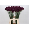 Allium Sphaerocephalon