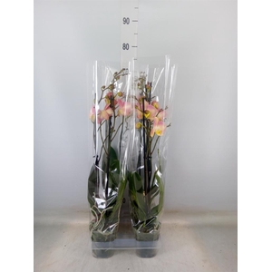 Phalaenopsis   ...rose