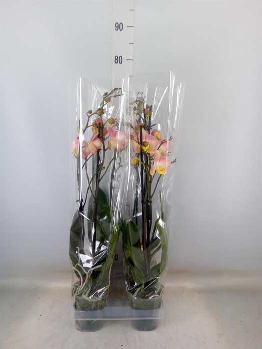 <h4>Phalaenopsis   ...rose</h4>