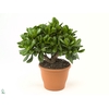 Crassula  'Magical Tree'