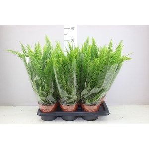 Nephrolepis Ex Green Lady