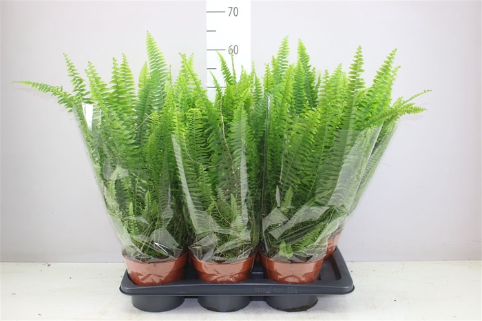 <h4>Nephrolepis Ex Green Lady</h4>