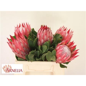 PROTEA CYN MADIBA