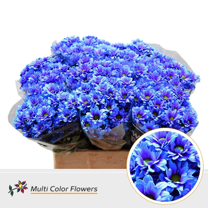 <h4>Chrysanthemum TR   ...colored H%</h4>