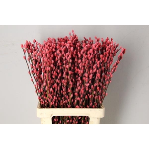 Salix Snowflake 70cm Coral