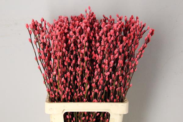 <h4>Salix Snowflake 70cm Coral</h4>