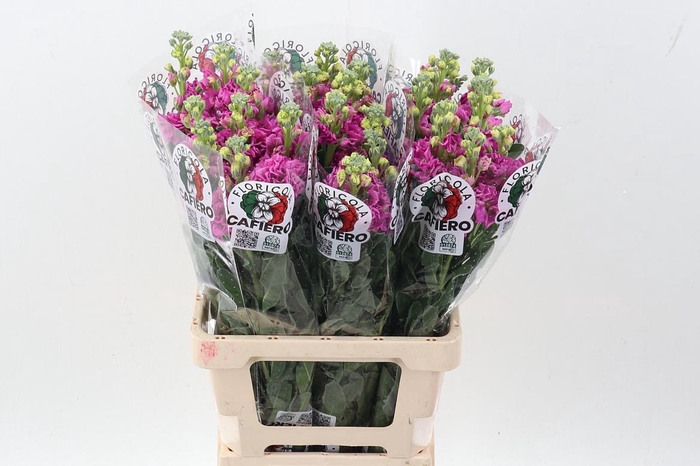 <h4>Matth Iron Rose Pink</h4>