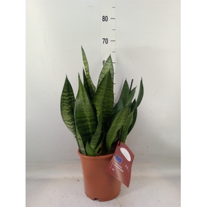 Sansevieria trifa. 'Hahnii'