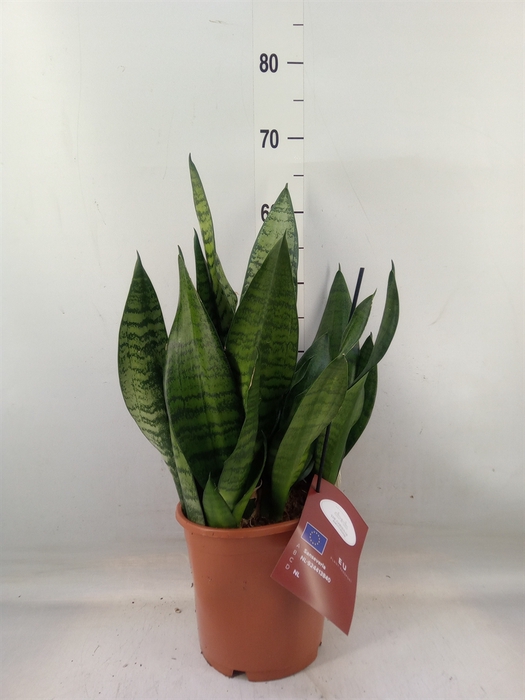 <h4>Sansevieria trifa. 'Hahnii'</h4>