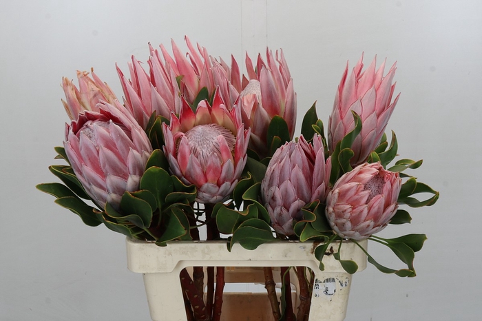 Protea Cynaroides