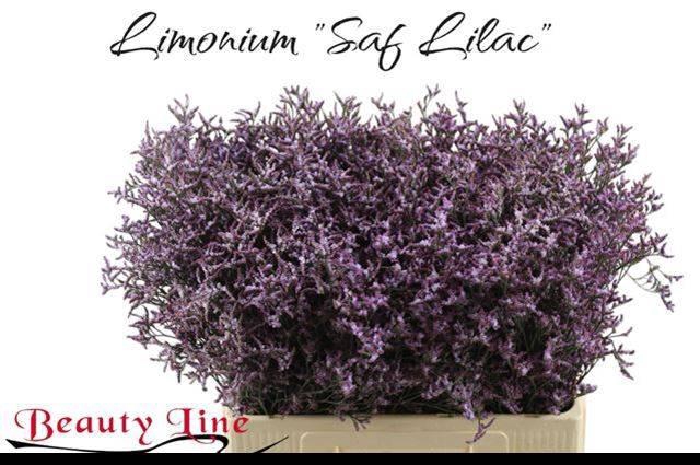 <h4>Lim Saf Lilac</h4>