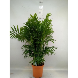 Chamaedorea elegans