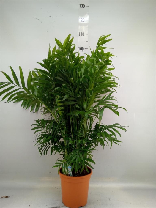 <h4>Chamaedorea elegans</h4>