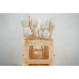 Stick Egg White 6Cm