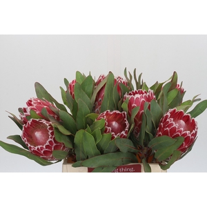 Protea Empress