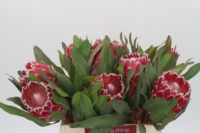 <h4>Protea Empress</h4>