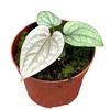 Anthurium blad