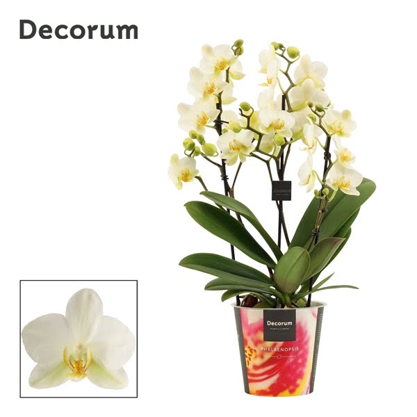 Phalaenopsis dazzling Lausanne 3-4 tak (Decorum)