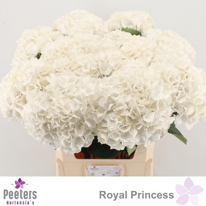 <h4>HYDR M ROYAL PRINCES</h4>
