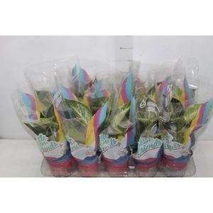 PHILODENDRON BIRKIN P12