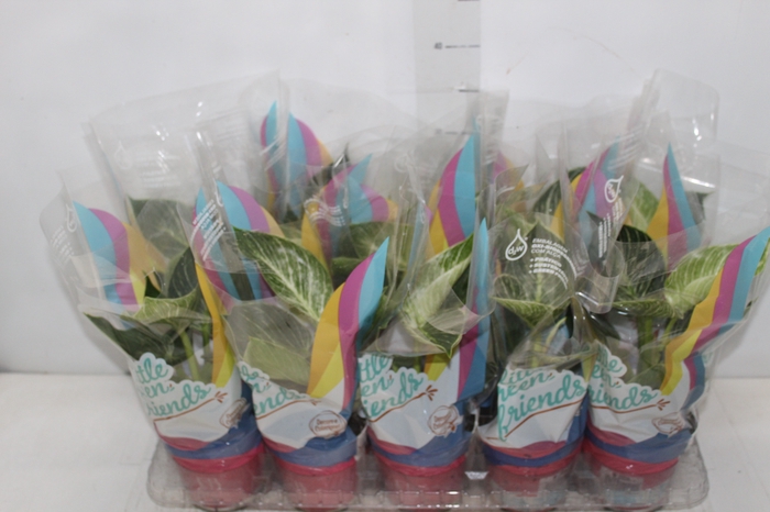 <h4>PHILODENDRON BIRKIN P12</h4>