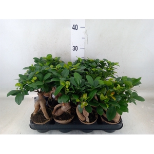Ficus microcarpa 'Ginseng'