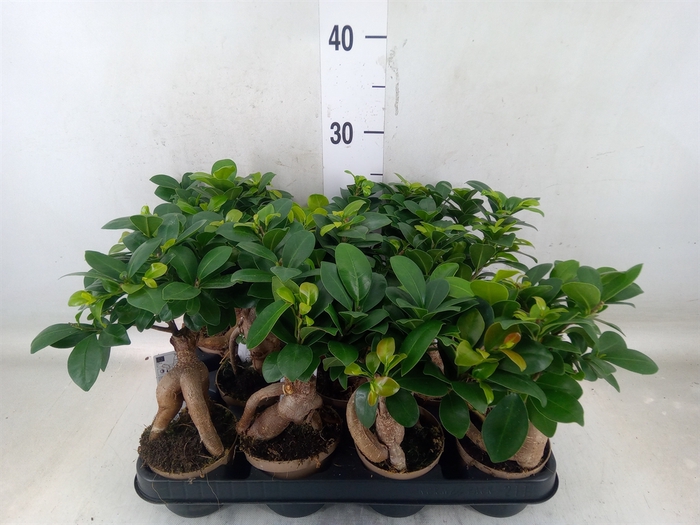 <h4>Ficus microcarpa 'Ginseng'</h4>