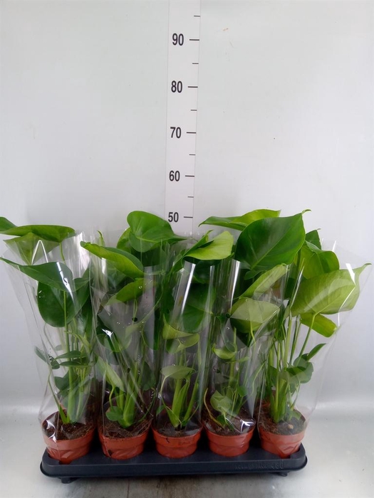 <h4>Monstera delic.</h4>