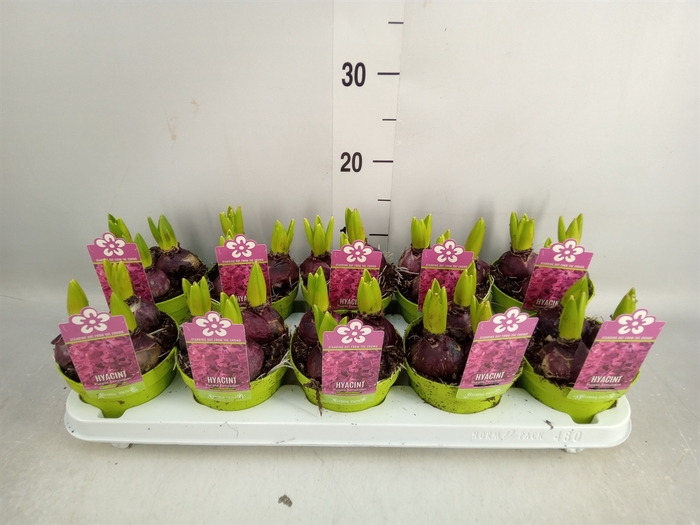 <h4>Hyacinthus orie. 'Purple Sensation'</h4>