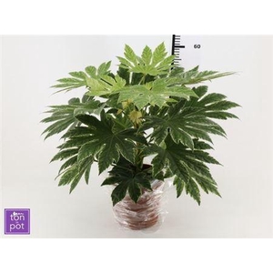 Fatsia Variegata