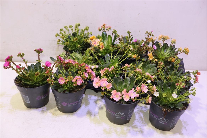 <h4>Lewi Mou Dreams Gem</h4>