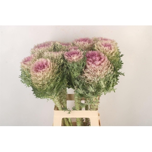 BRASS CRANE KING XXL*