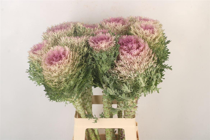 <h4>BRASS CRANE KING XXL*</h4>