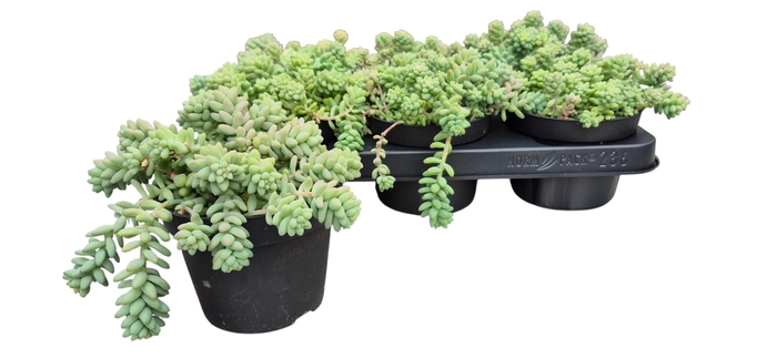 <h4>SEDUM BURRITO</h4>