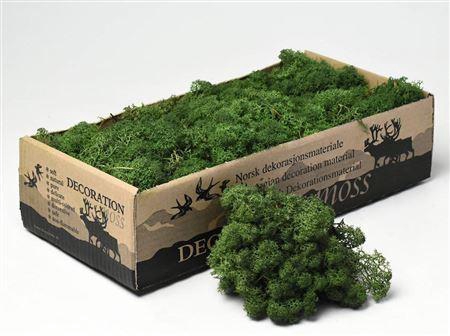<h4>Reindeer Moss Green 500gr.</h4>