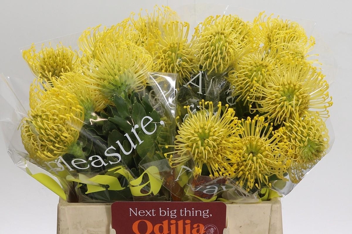 <h4>Nutans High Gold</h4>